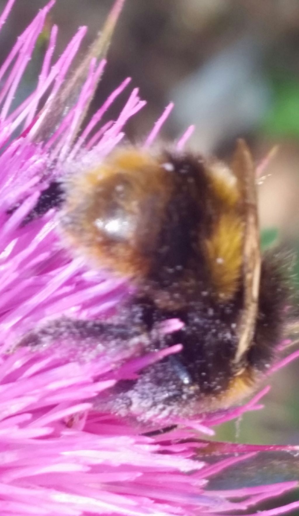 Ape? No, Bombus sp.